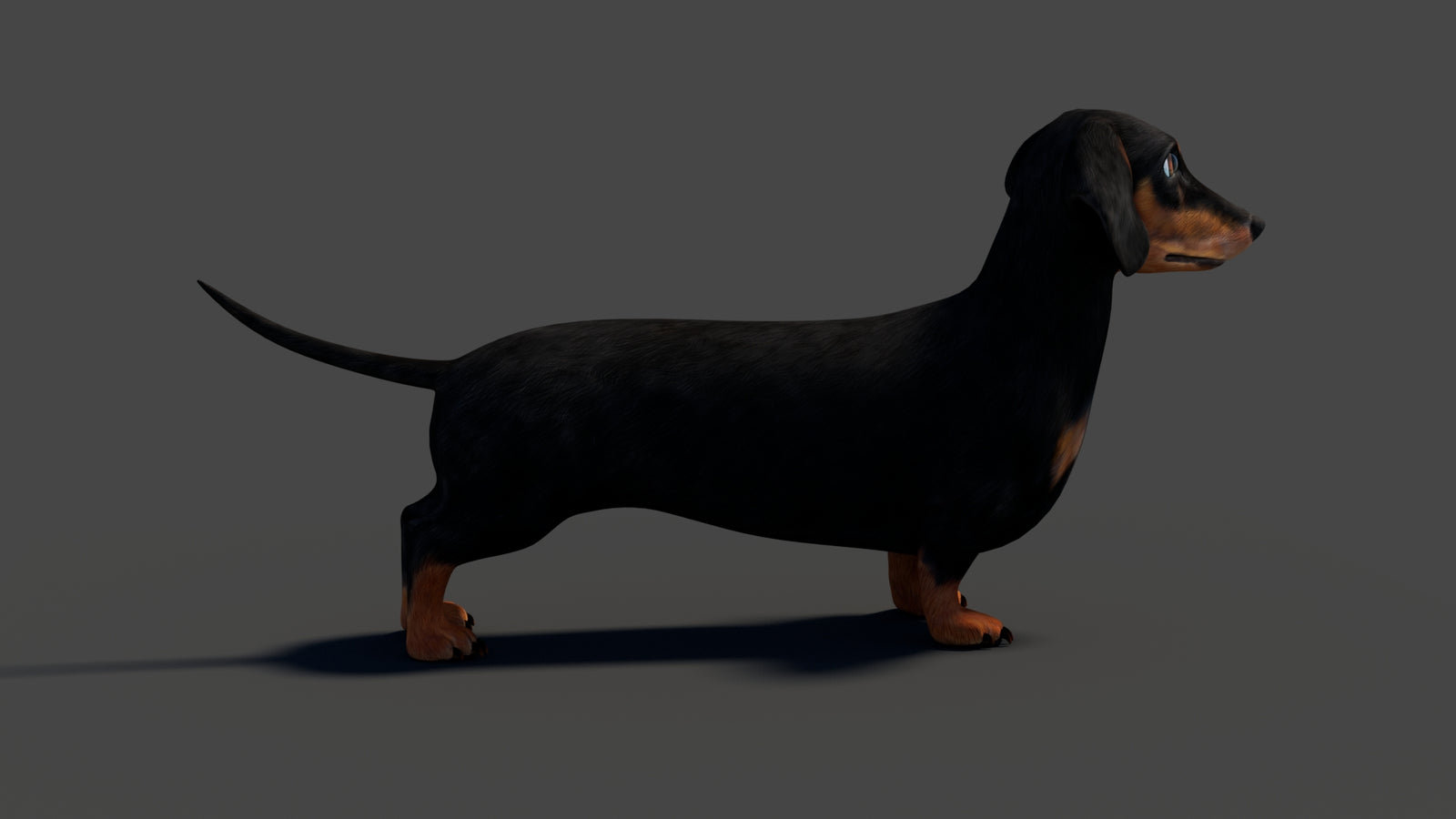Rigged Black Dachshund Dog 3D Model 360° view 2 frame 19