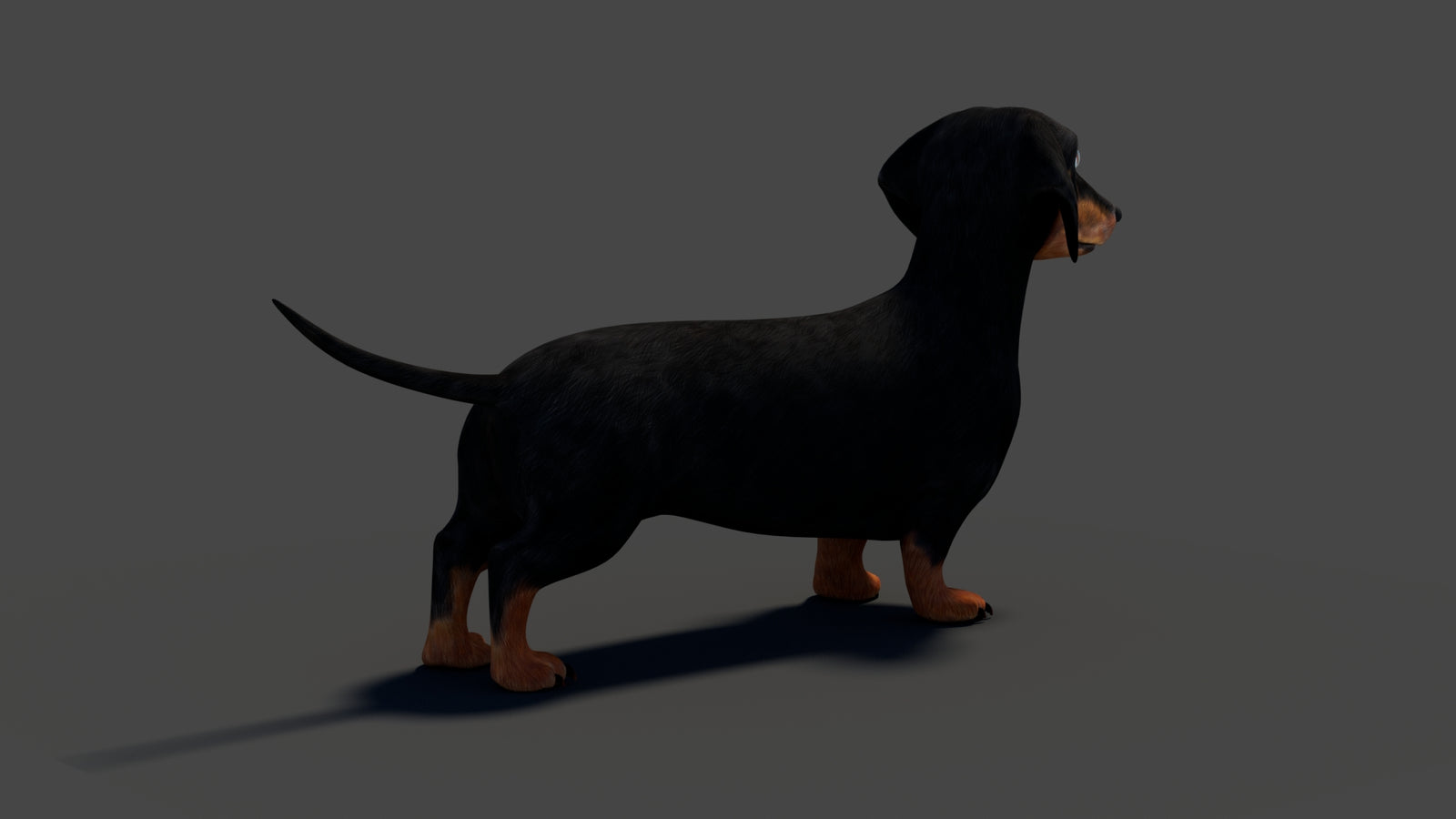 Rigged Black Dachshund Dog 3D Model 360° view 2 frame 22