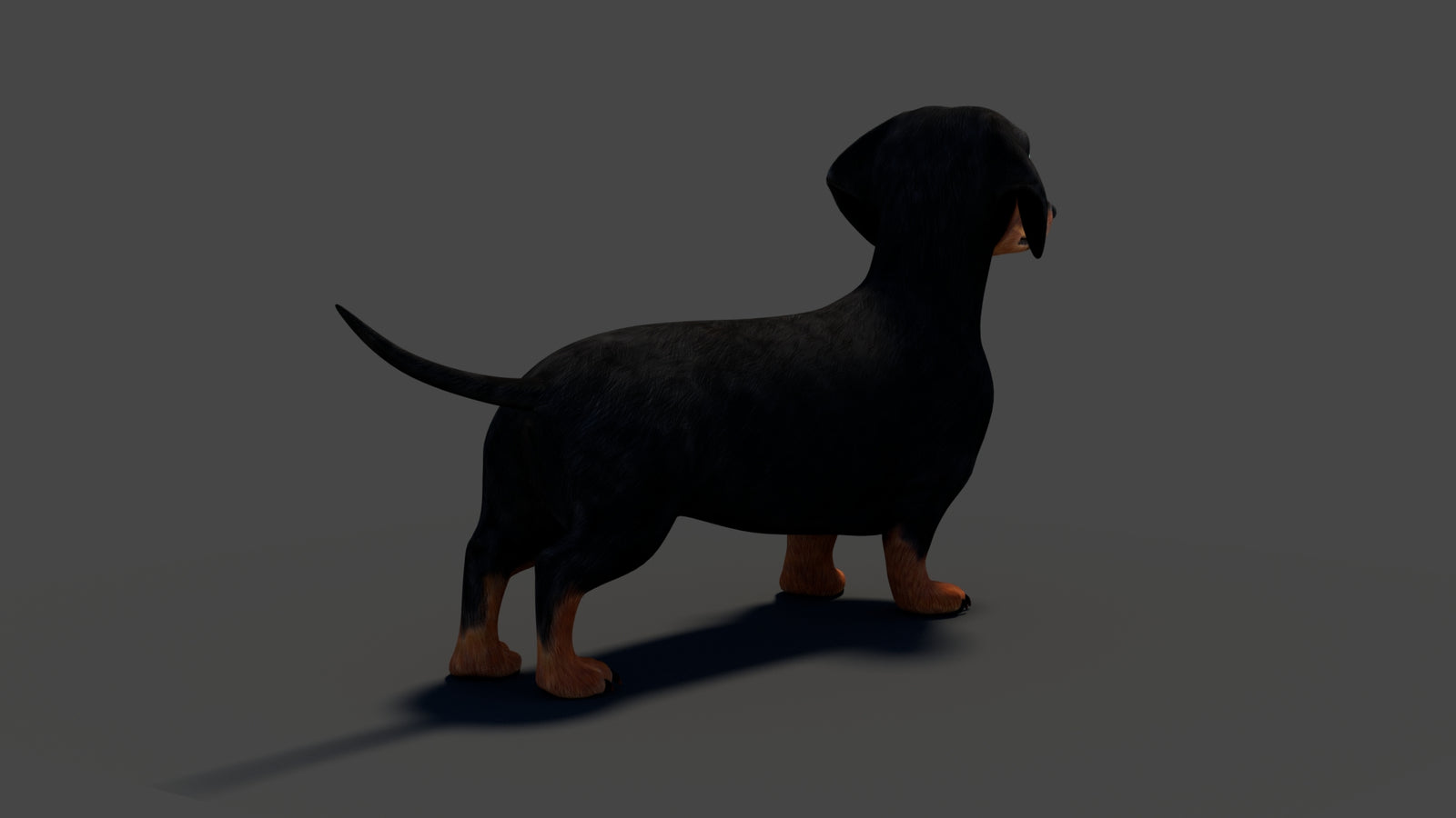Rigged Black Dachshund Dog 3D Model 360° view 2 frame 23