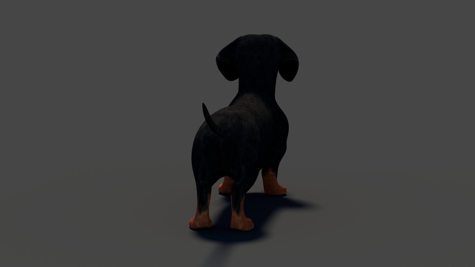 Rigged Black Dachshund Dog 3D Model 360° view 2 frame 26