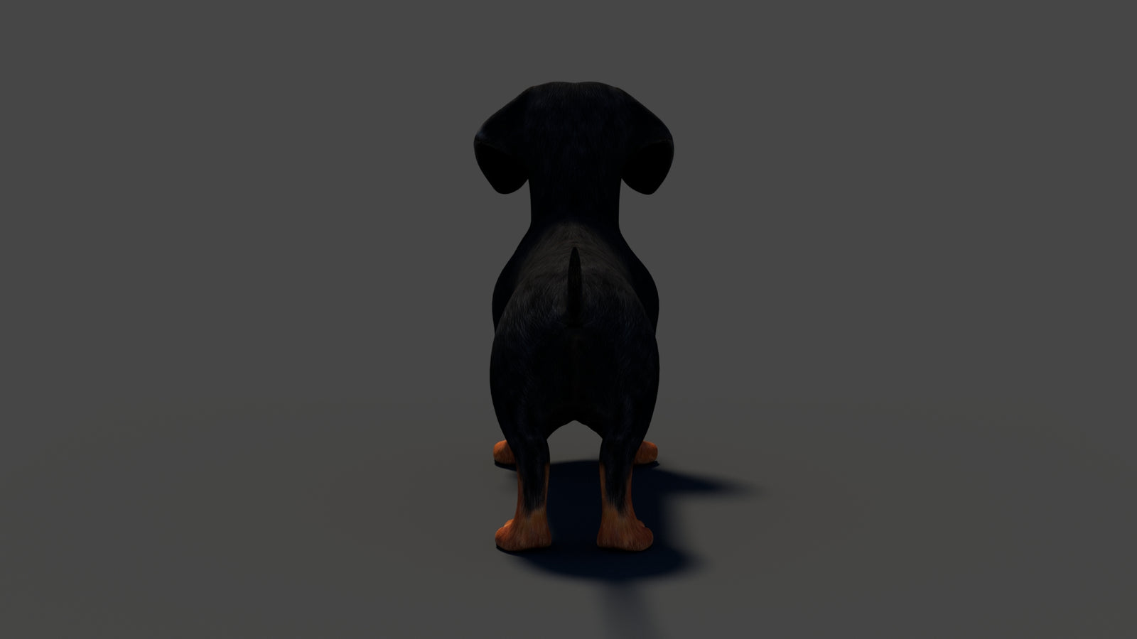 Rigged Black Dachshund Dog 3D Model 360° view 2 frame 27
