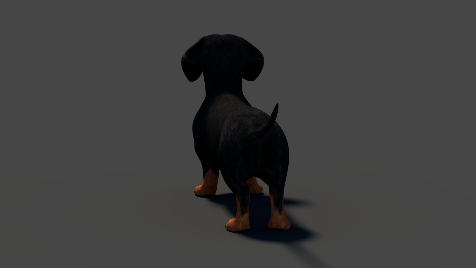 Rigged Black Dachshund Dog 3D Model 360° view 2 frame 28