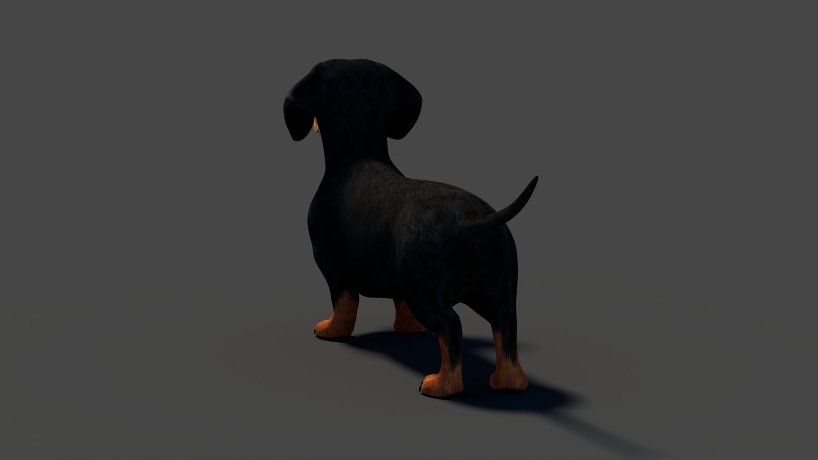 Rigged Black Dachshund Dog 3D Model 360° view 2 frame 29