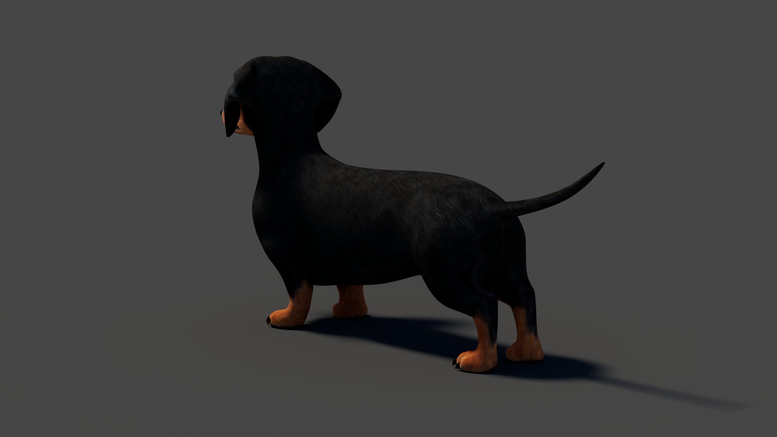 Rigged Black Dachshund Dog 3D Model 360° view 2 frame 31