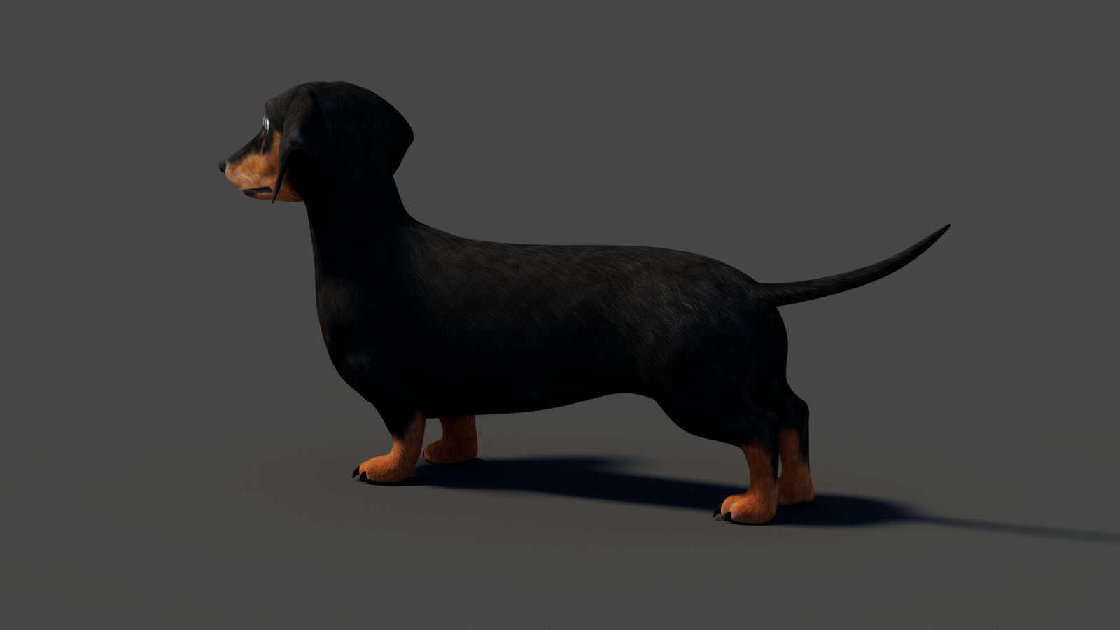 Rigged Black Dachshund Dog 3D Model 360° view 2 frame 33