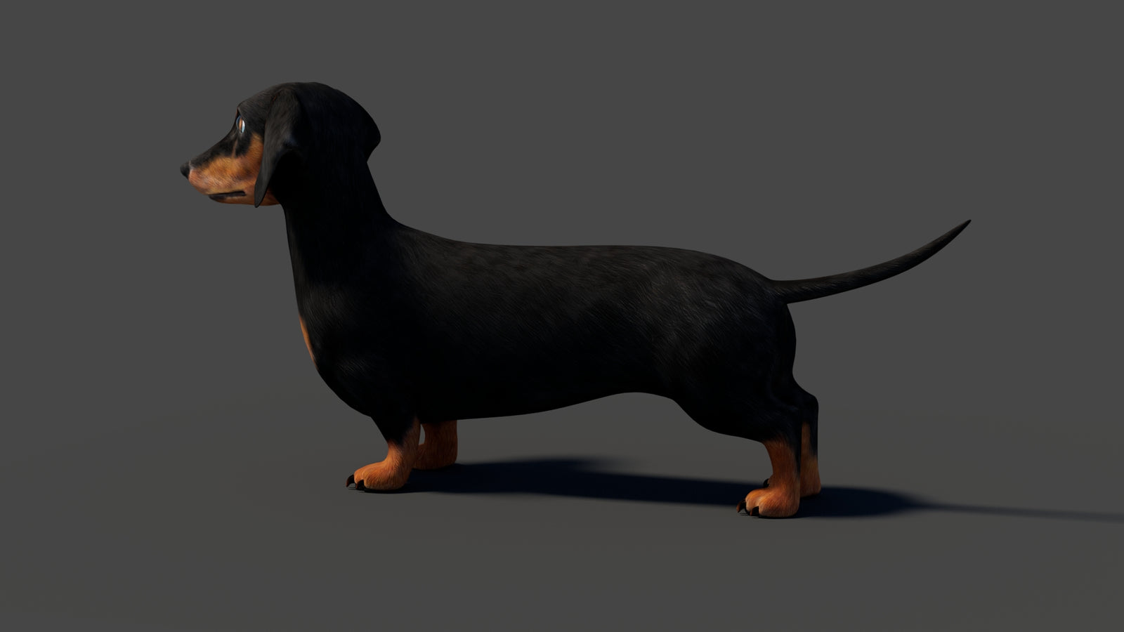 Rigged Black Dachshund Dog 3D Model 360° view 2 frame 34