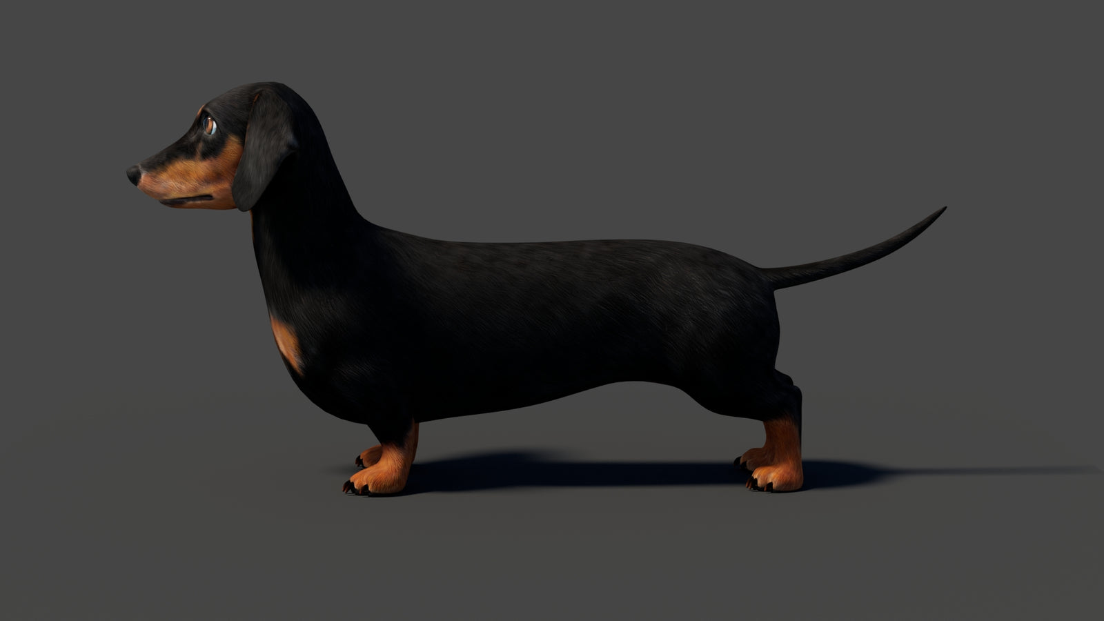 Rigged Black Dachshund Dog 3D Model 360° view 2 frame 36
