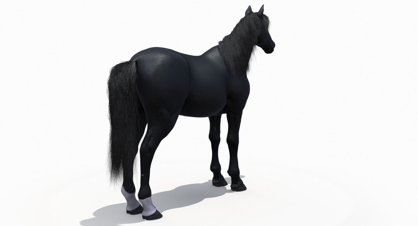 Black Horse 3D Model Fur