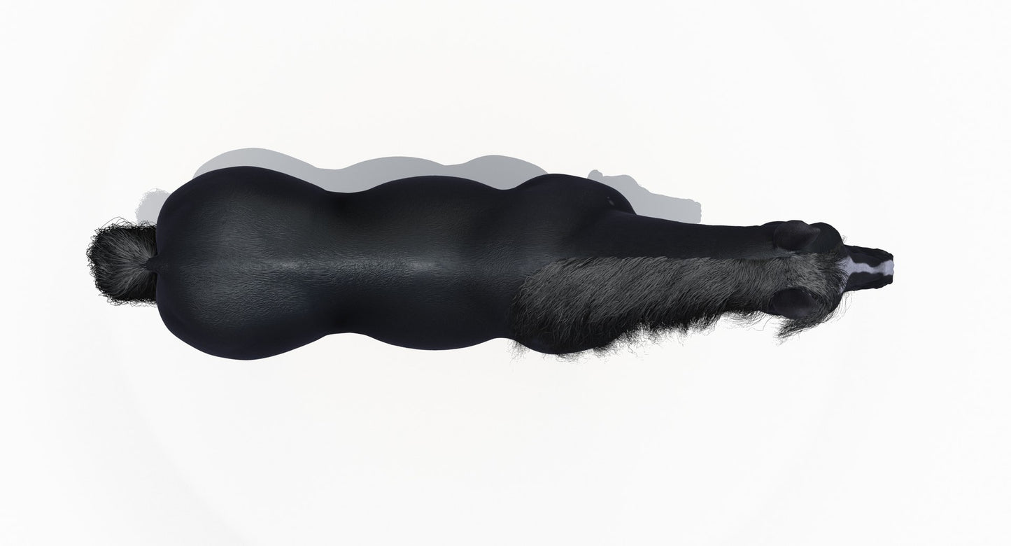 Black Horse 3D Model Fur