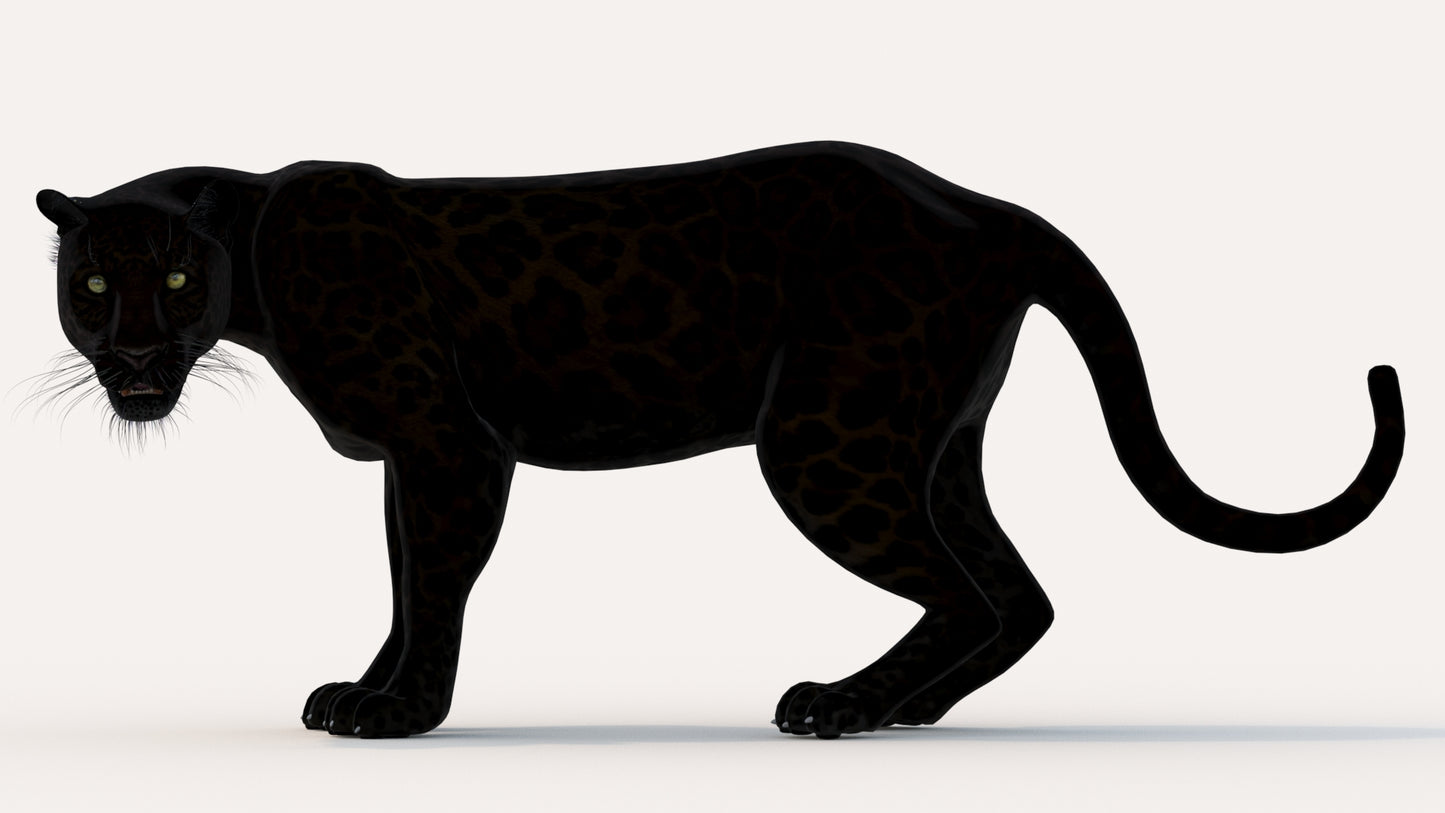 Animated Black Panther Animal 3D Model