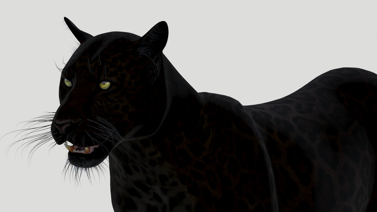 Animated Black Panther Animal 3D Model