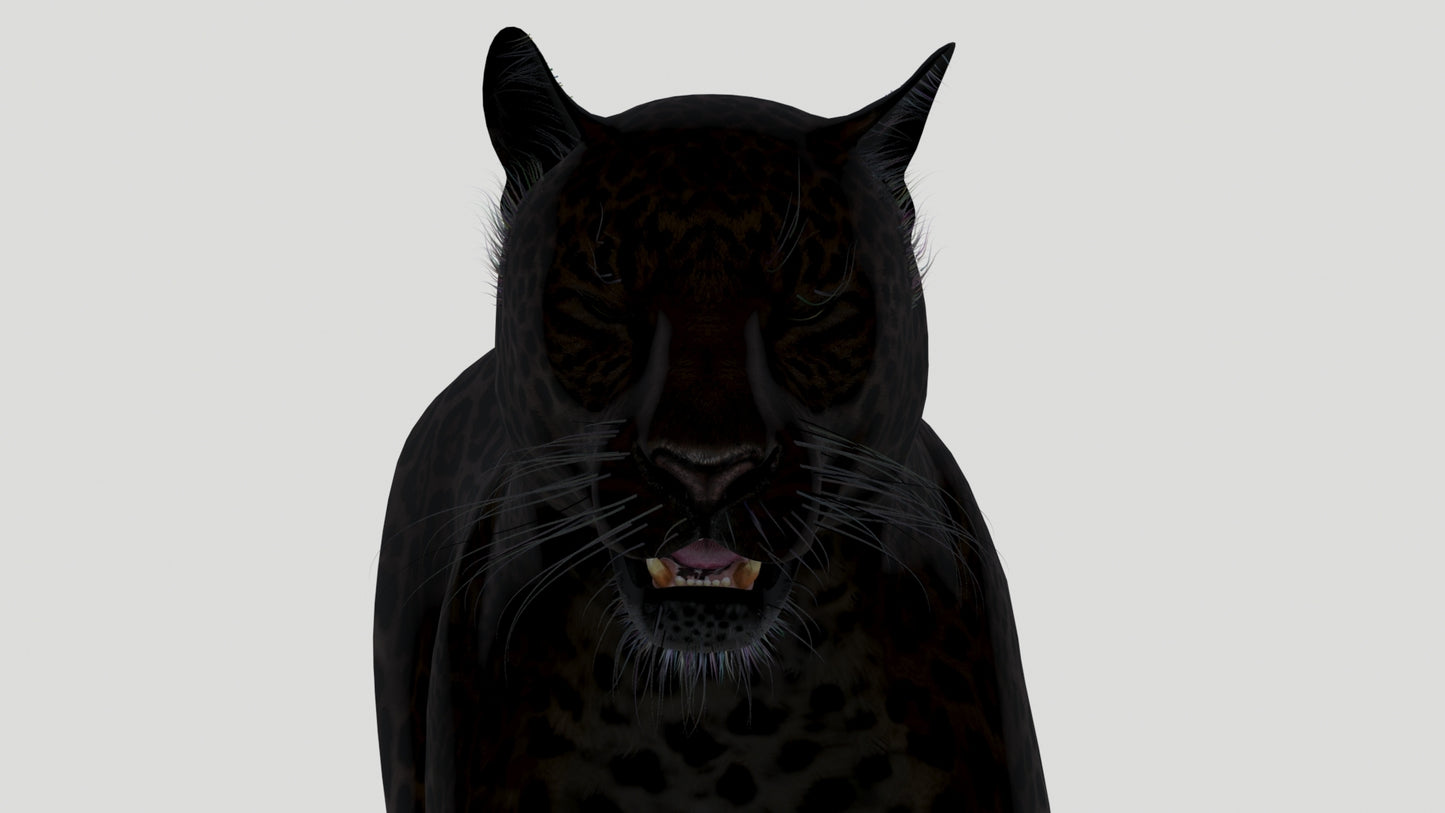 Animated Black Panther Animal 3D Model