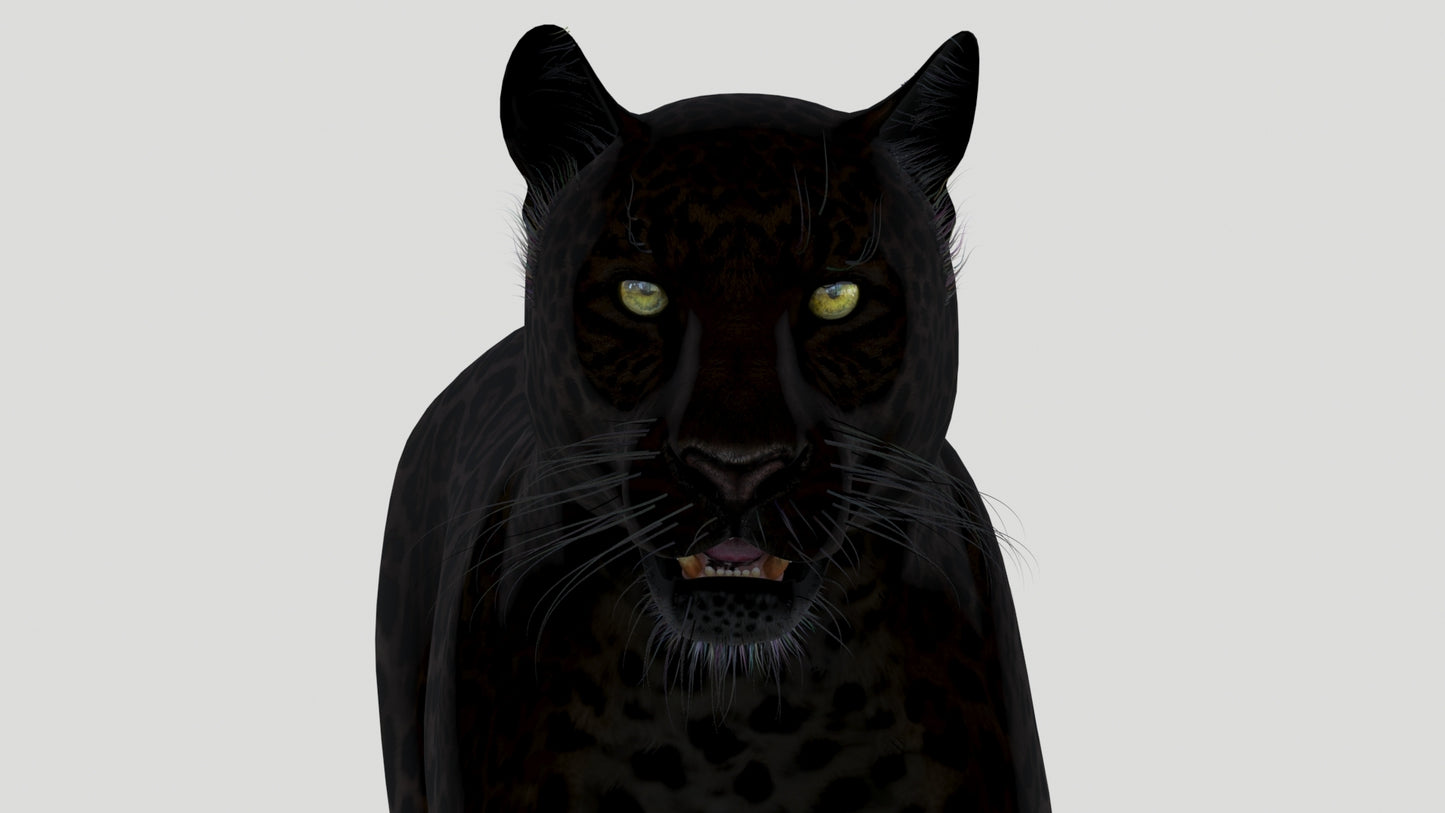 Animated Black Panther Animal 3D Model