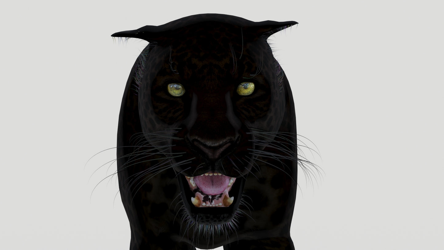 Animated Black Panther Animal 3D Model