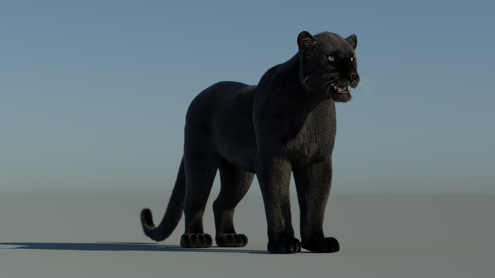 Black Panther 3D Model with Fur 360° view 1 frame 3