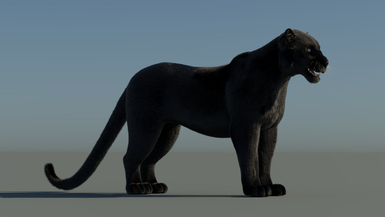Black Panther 3D Model with Fur 360° view 1 frame 6