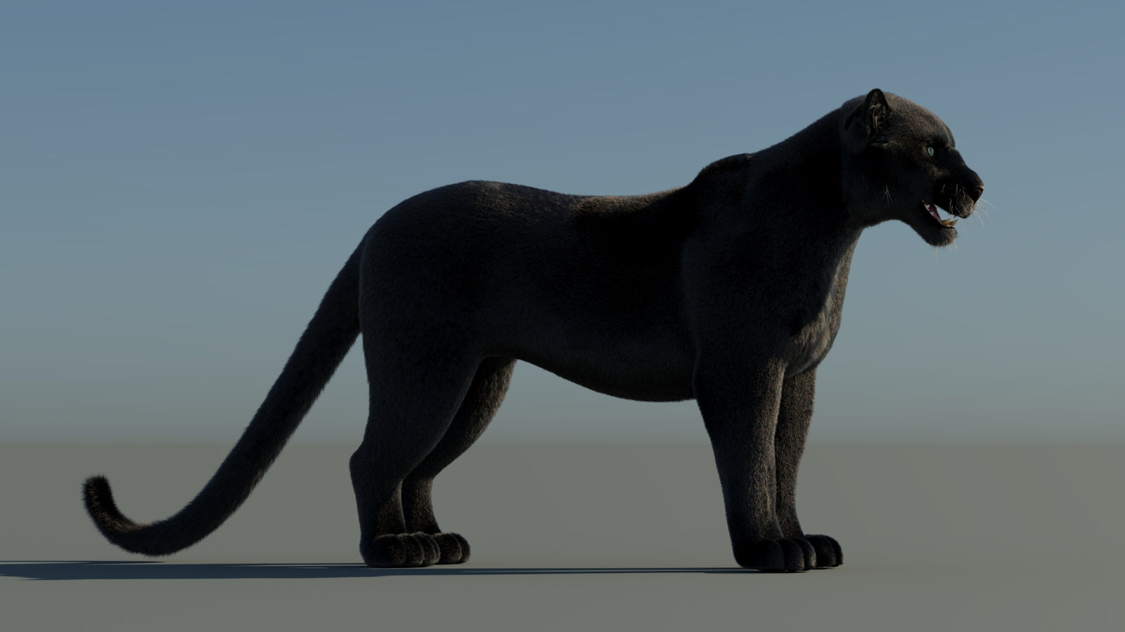 Black Panther 3D Model with Fur 360° view 1 frame 7