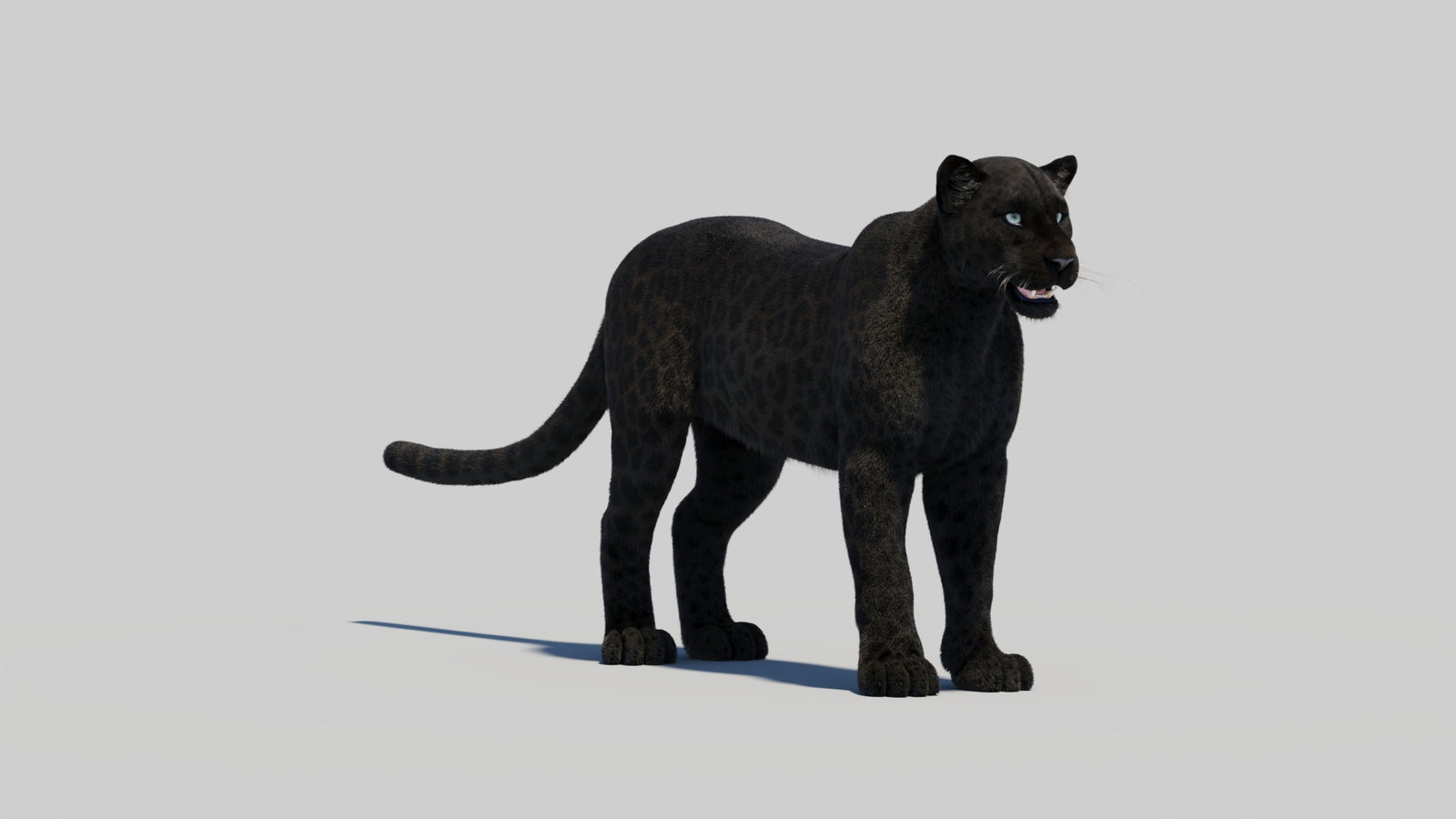 Black Panther 3D Model with Realistic Fur 360° view 1 frame 7