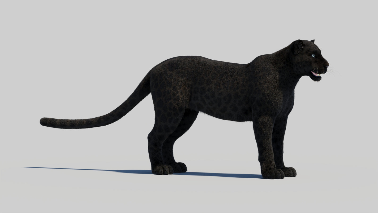 Black Panther 3D Model with Realistic Fur 360° view 1 frame 10