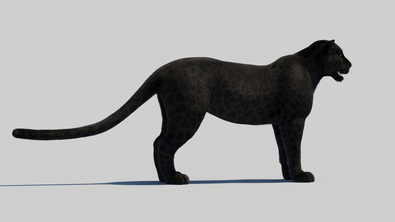 Black Panther 3D Model with Realistic Fur 360° view 1 frame 14