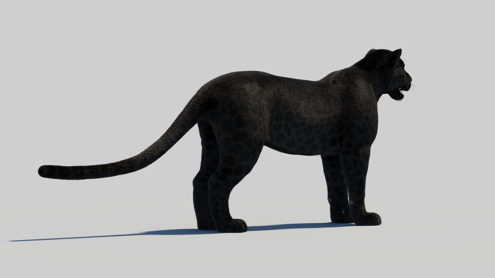 Black Panther 3D Model with Realistic Fur 360° view 1 frame 16