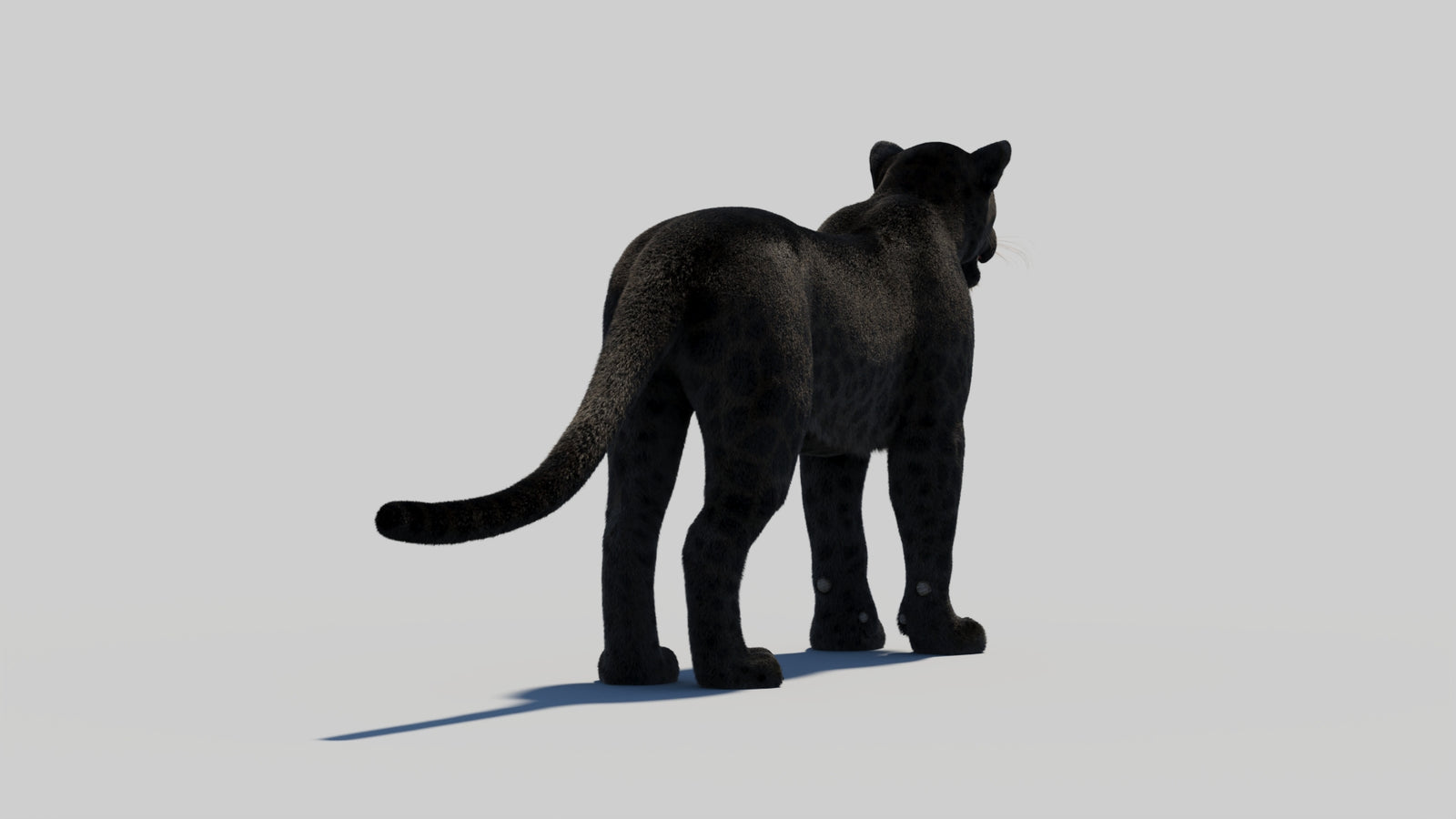 Black Panther 3D Model with Realistic Fur 360° view 1 frame 19