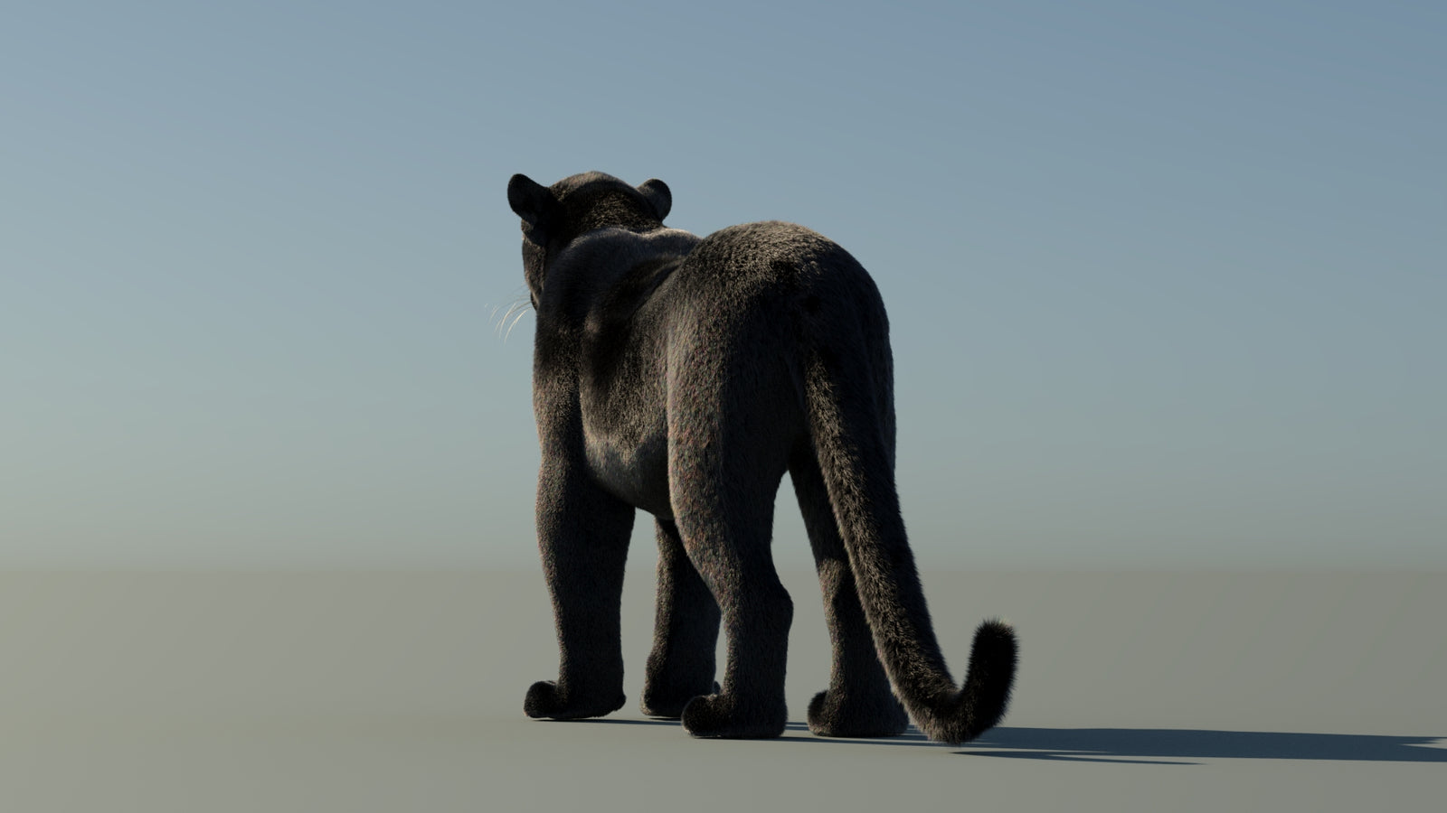 Black Panther 3D Model with Fur 360° view 1 frame 20