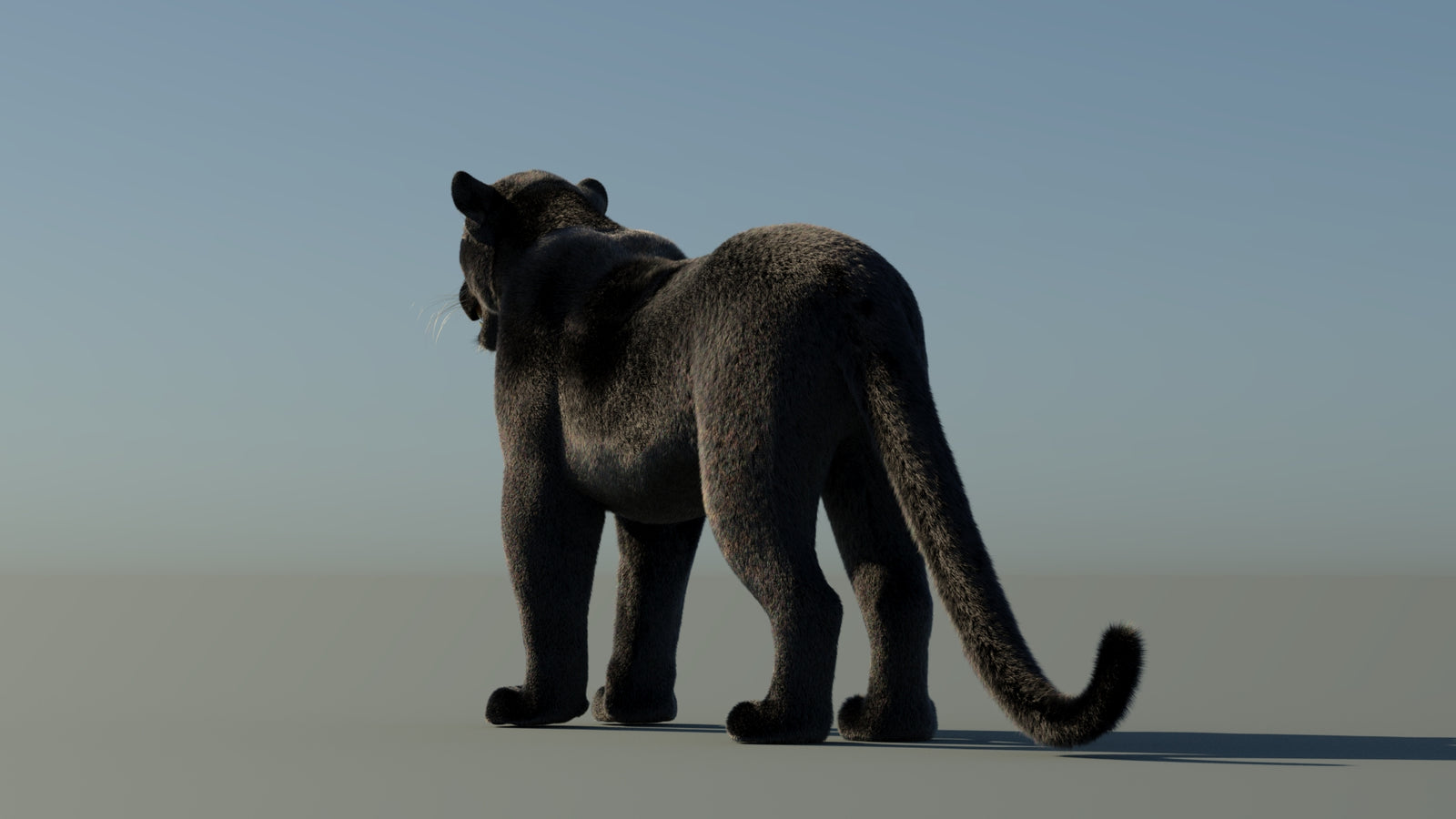 Black Panther 3D Model with Fur 360° view 1 frame 21