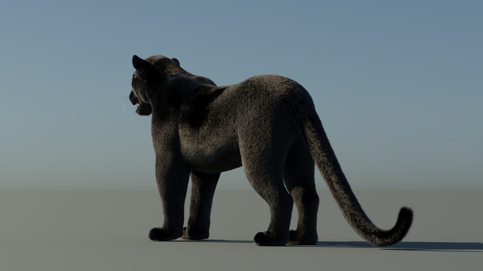 Black Panther 3D Model with Fur 360° view 1 frame 22
