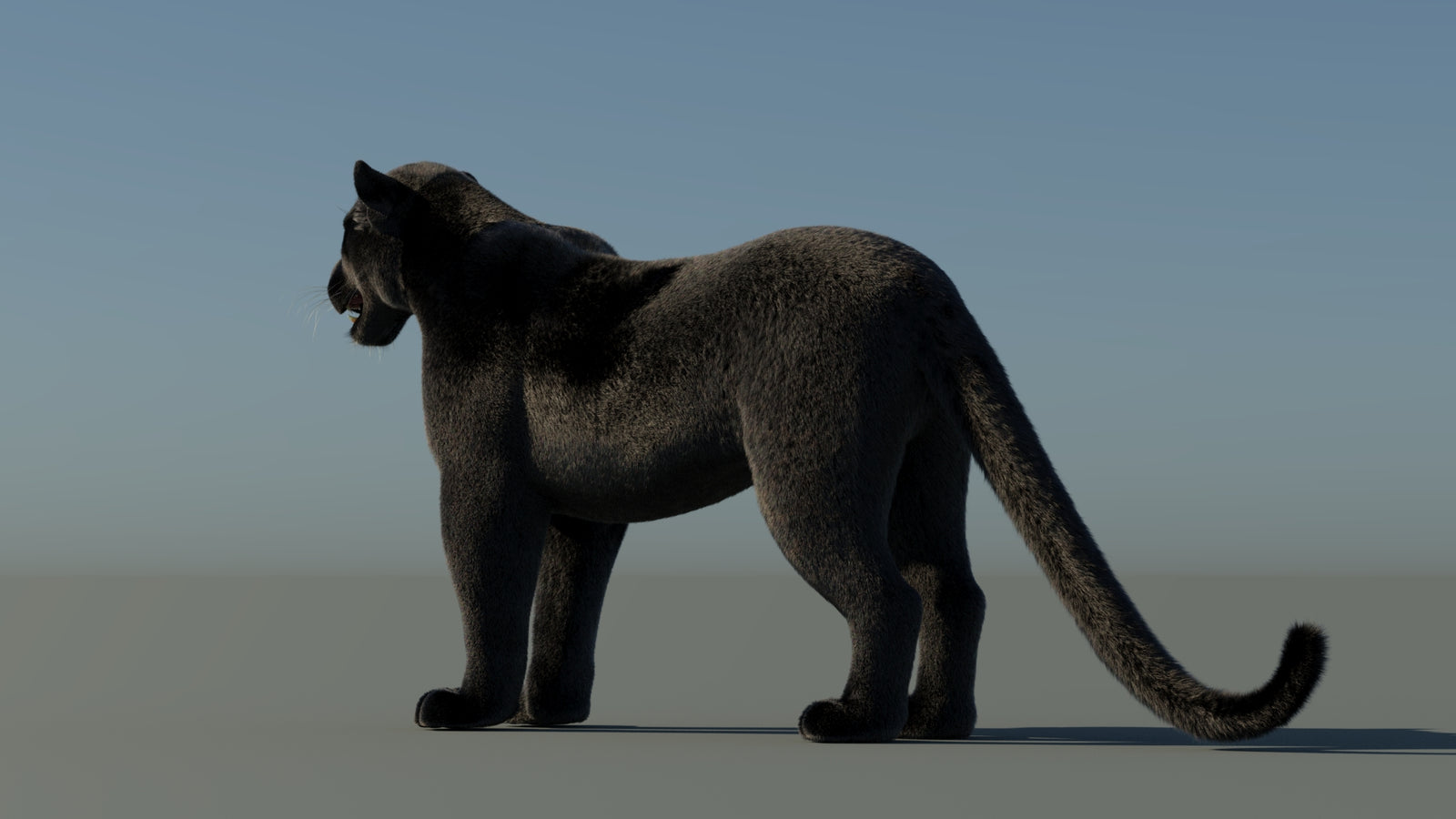 Black Panther 3D Model with Fur 360° view 1 frame 23