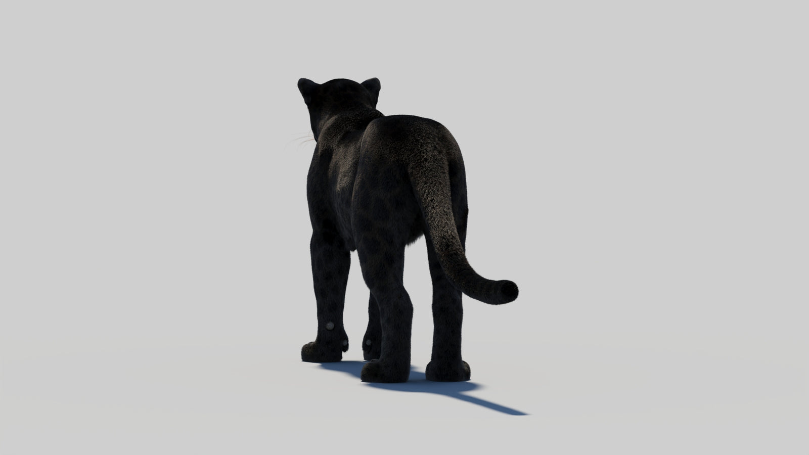 Black Panther 3D Model with Realistic Fur 360° view 1 frame 23