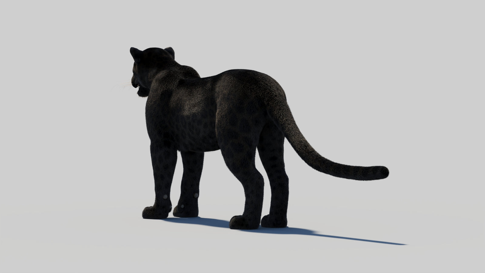Black Panther 3D Model with Realistic Fur 360° view 1 frame 25