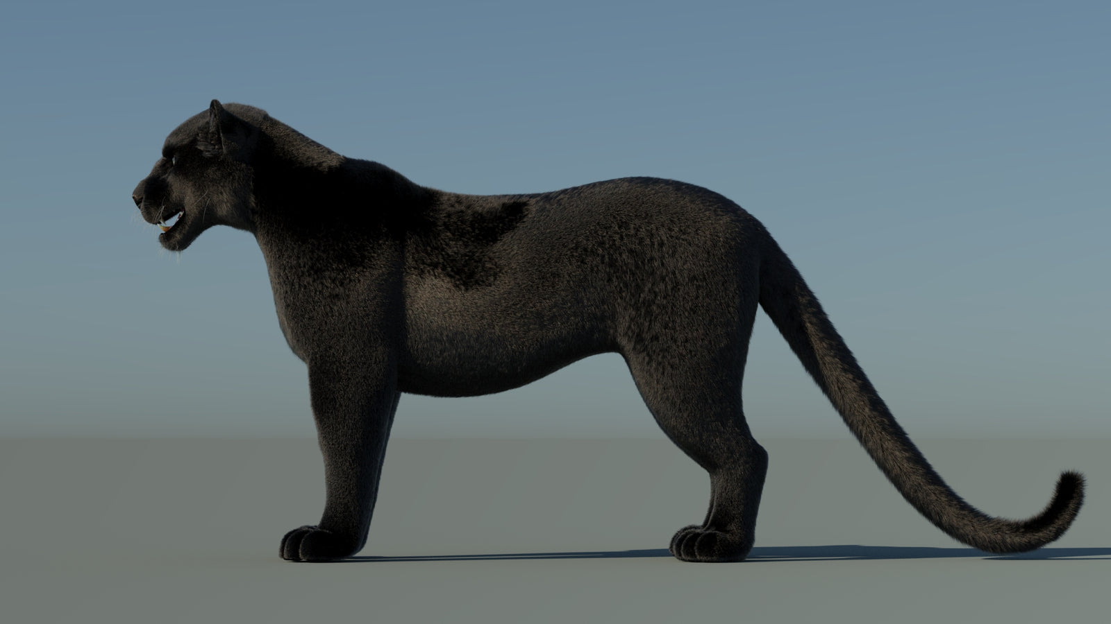 Black Panther 3D Model with Fur 360° view 1 frame 27