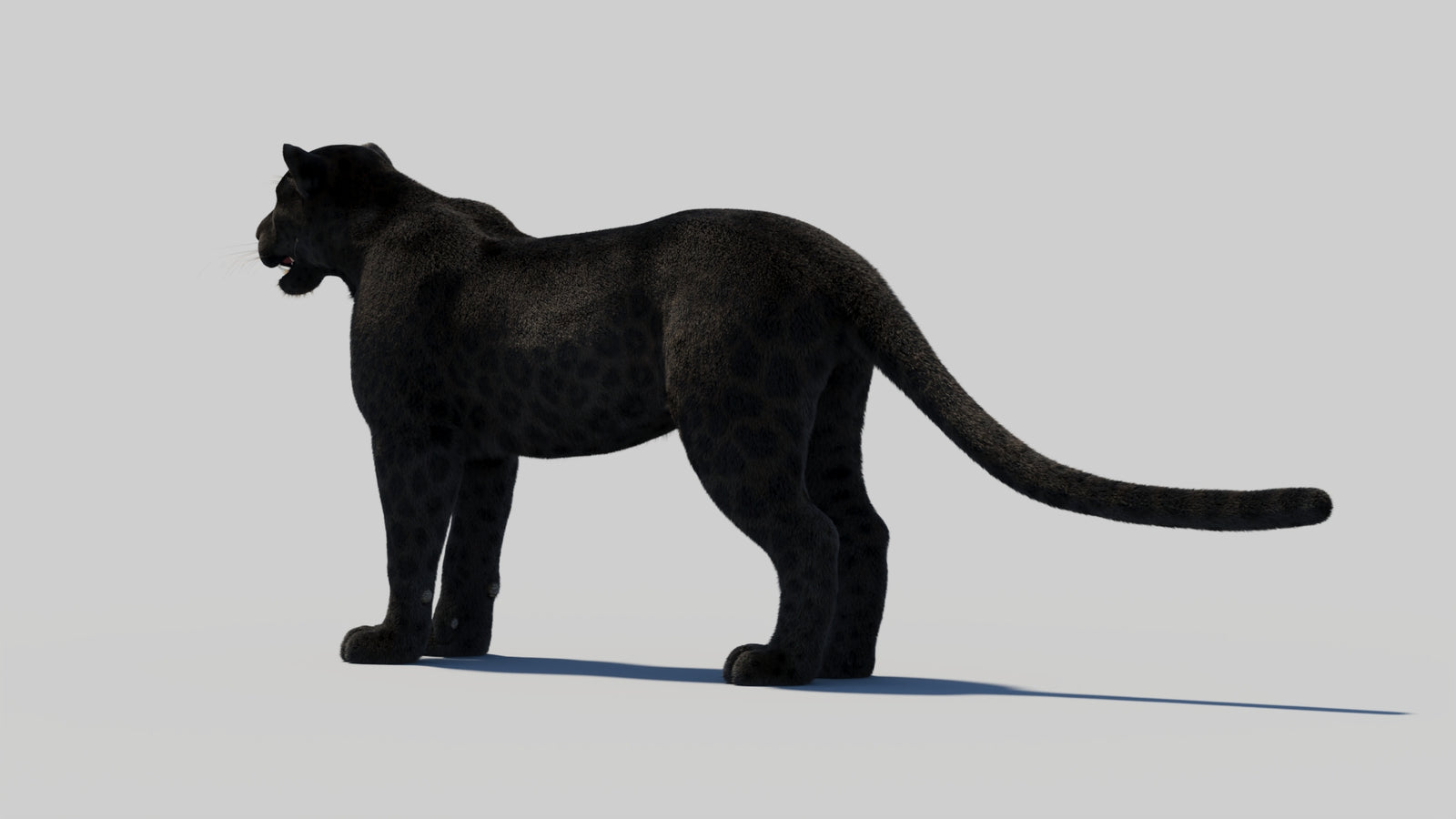 Black Panther 3D Model with Realistic Fur 360° view 1 frame 27