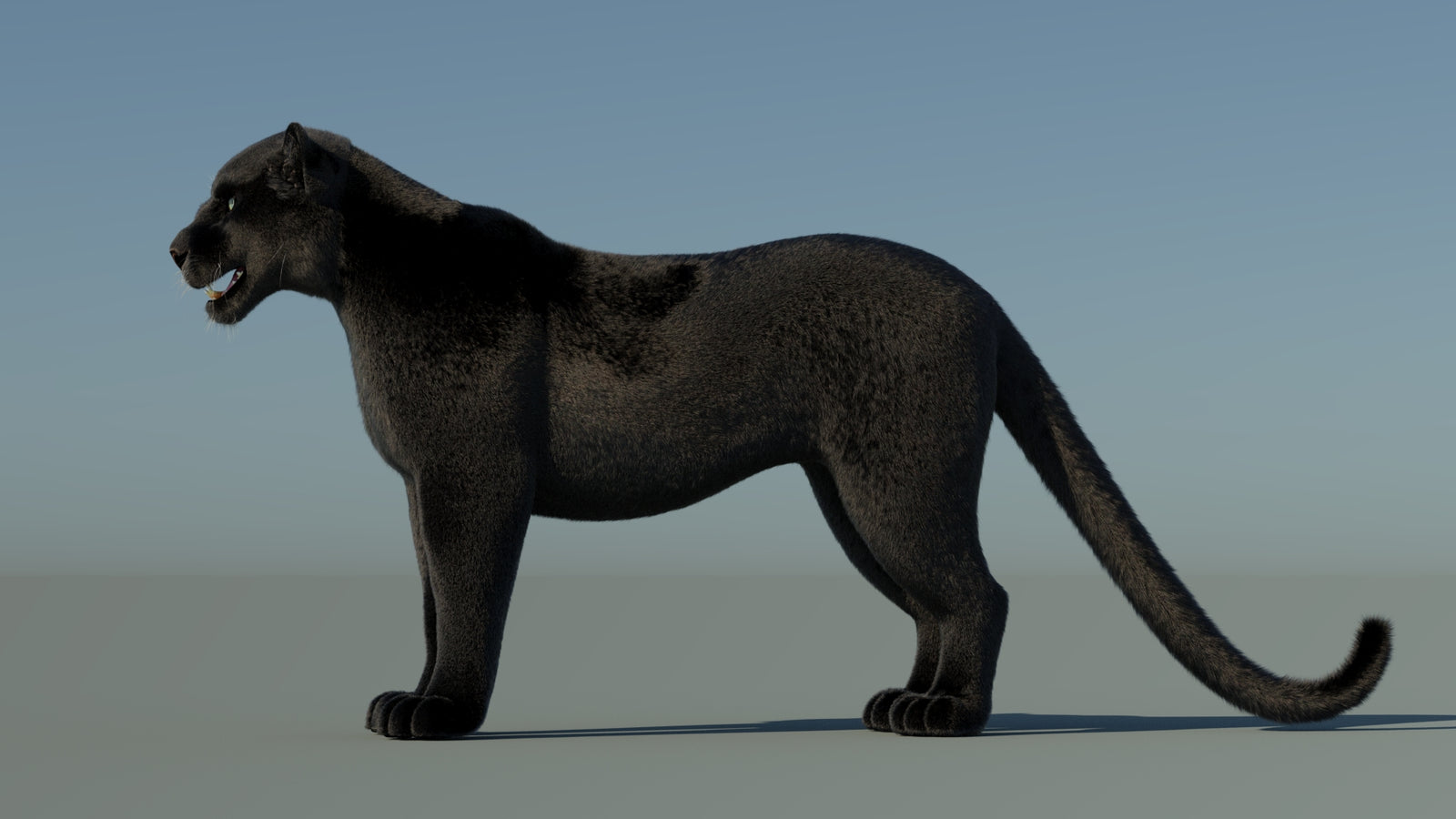 Black Panther 3D Model with Fur 360° view 1 frame 28