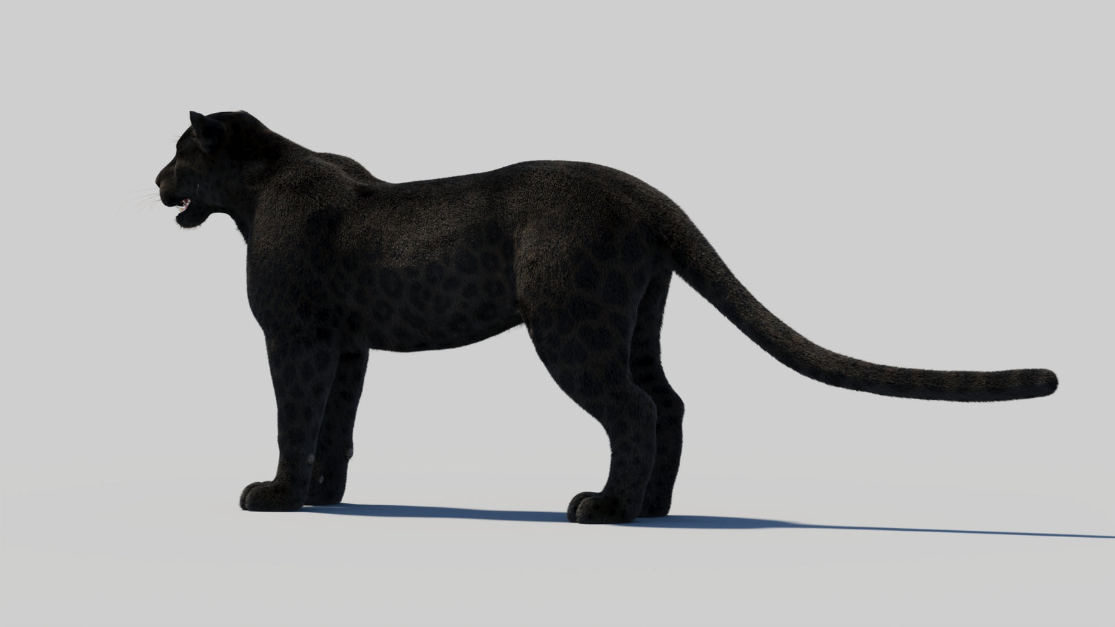 Black Panther 3D Model with Realistic Fur 360° view 1 frame 28