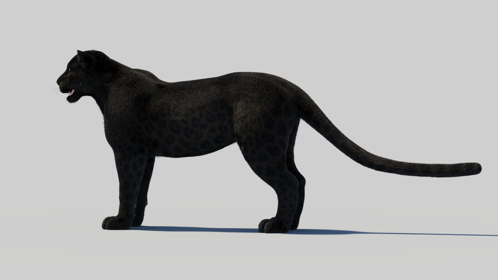 Black Panther 3D Model with Realistic Fur 360° view 1 frame 29
