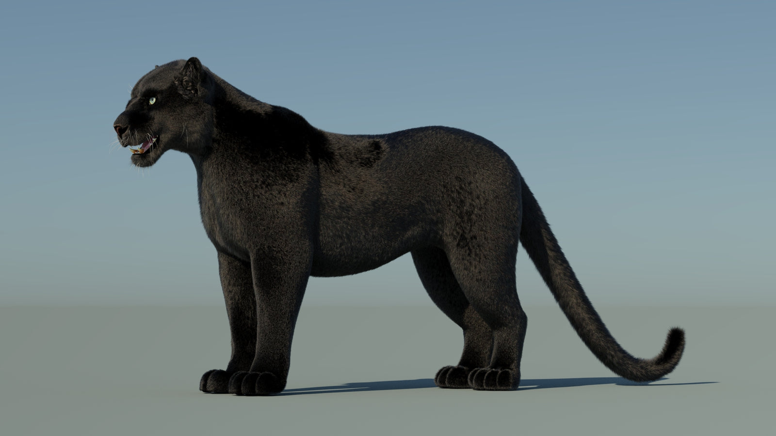 Black Panther 3D Model with Fur 360° view 1 frame 30