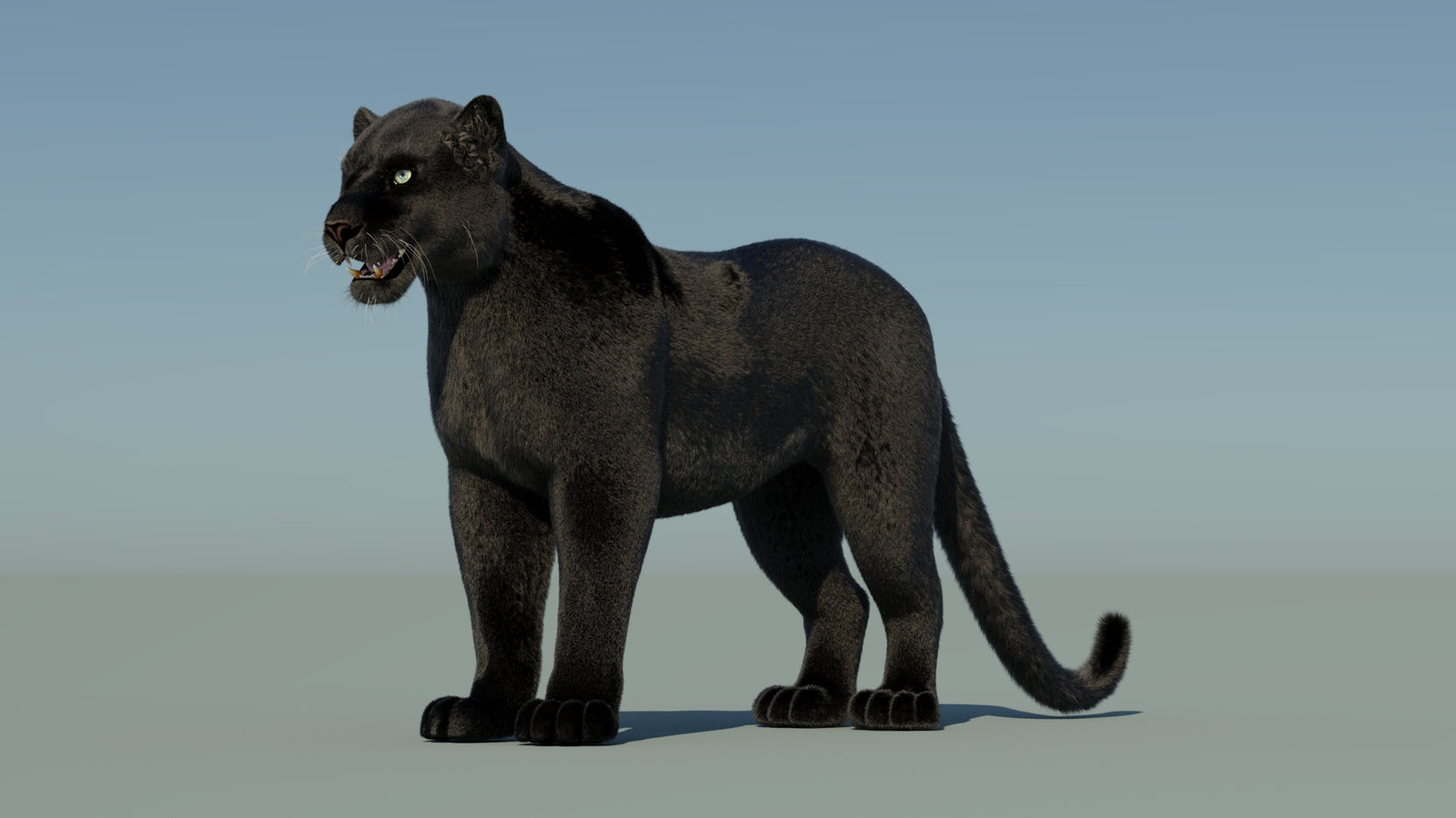 Black Panther 3D Model with Fur 360° view 1 frame 32