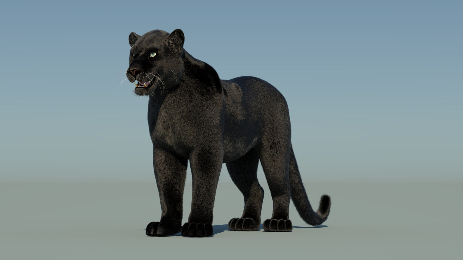 Black Panther 3D Model with Fur 360° view 1 frame 33