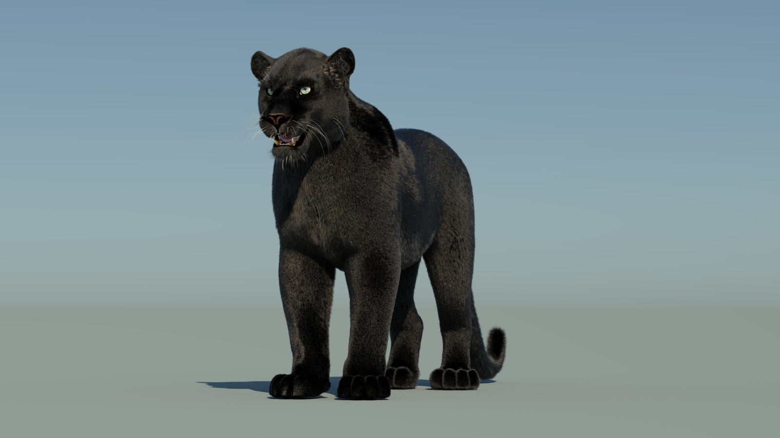 Black Panther 3D Model with Fur 360° view 1 frame 34