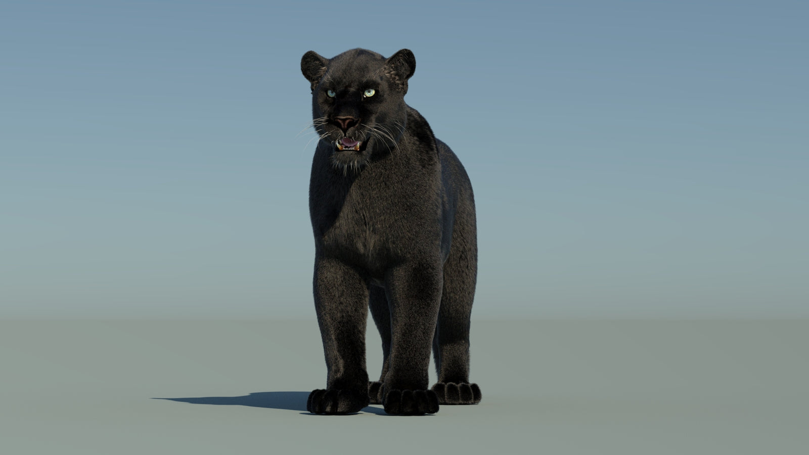 Black Panther 3D Model with Fur 360° view 1 frame 35