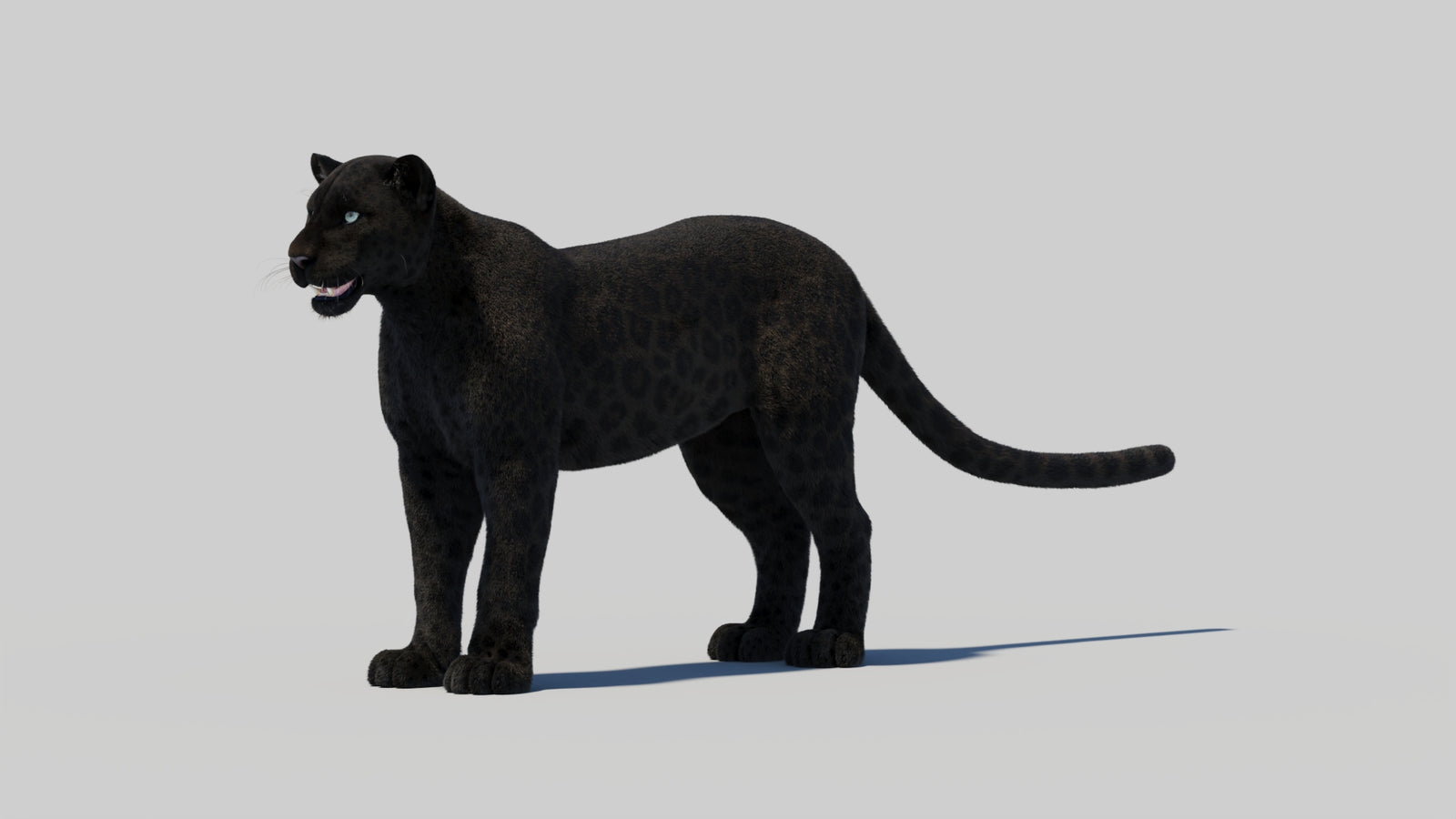 Black Panther 3D Model with Realistic Fur 360° view 1 frame 35