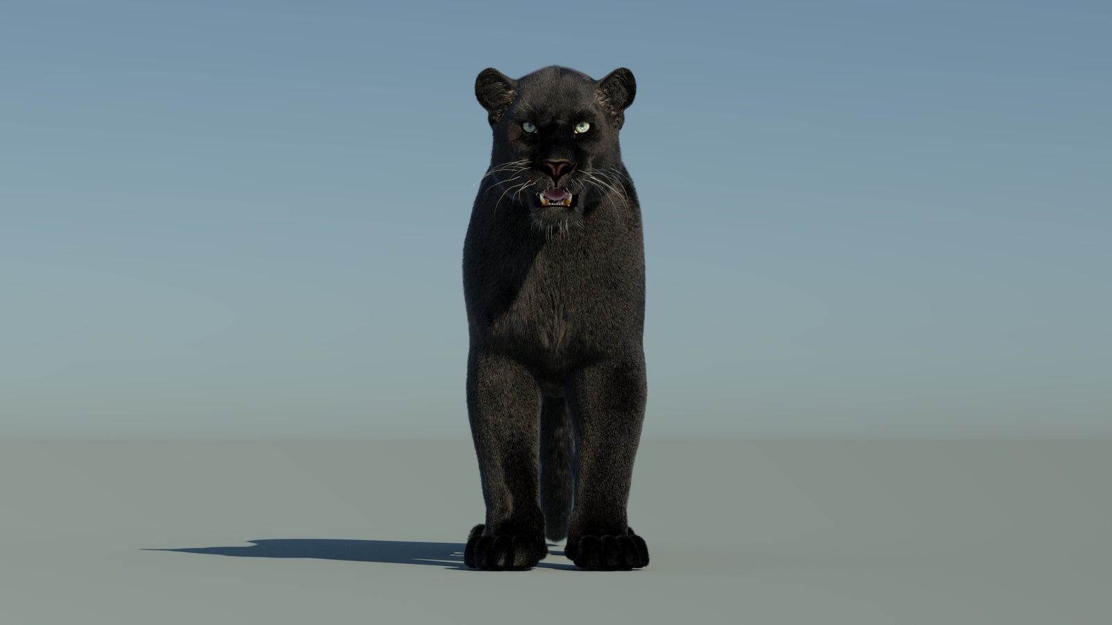 Black Panther 3D Model with Fur 360° view 1 frame 36