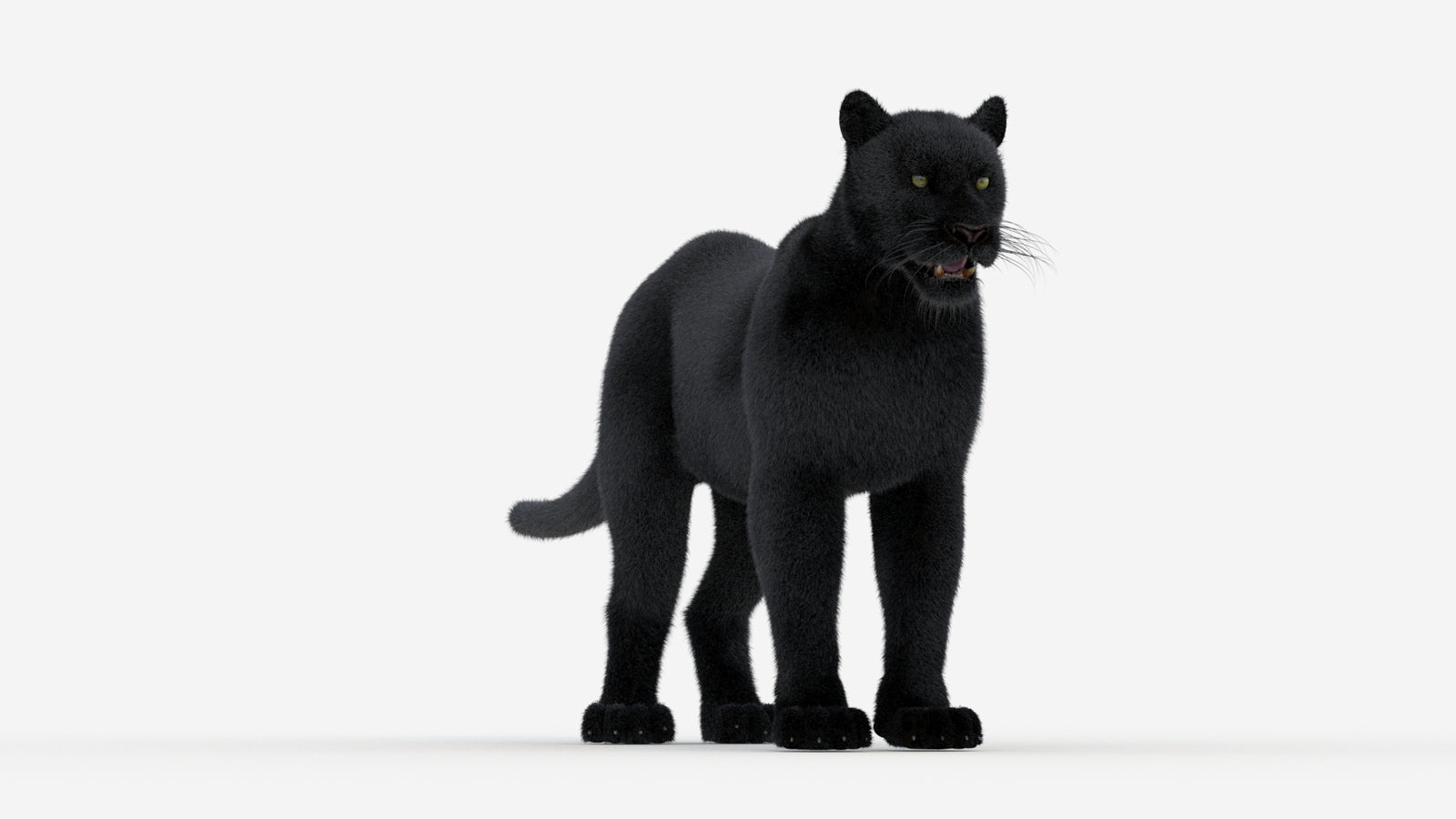 Black Panther 3D Model Fur 360° view 1 frame 2