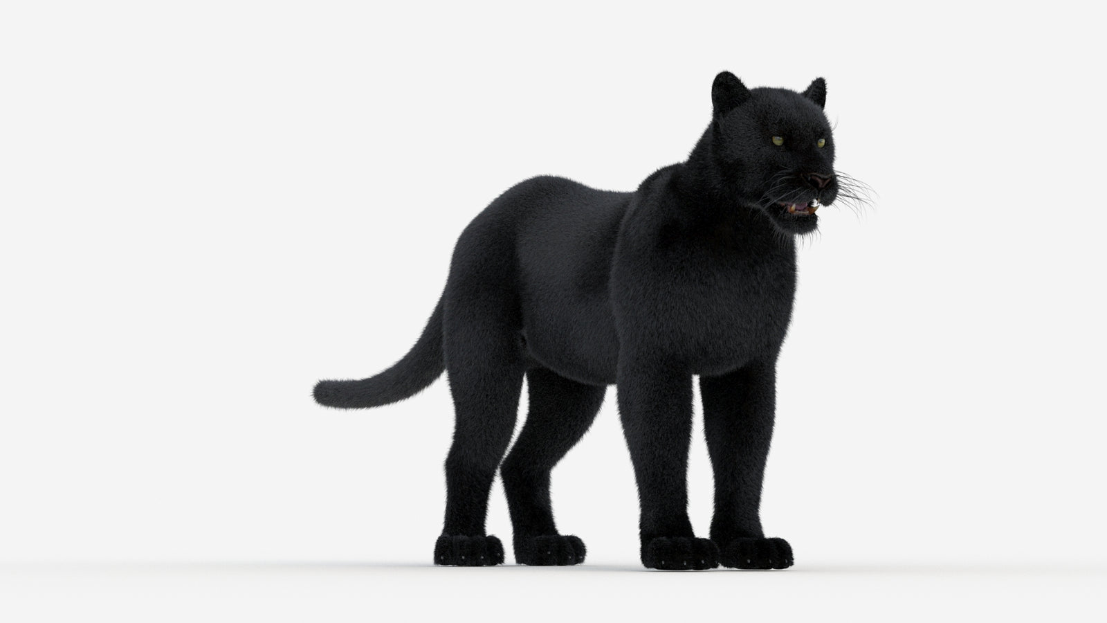 Black Panther 3D Model Fur 360° view 1 frame 3