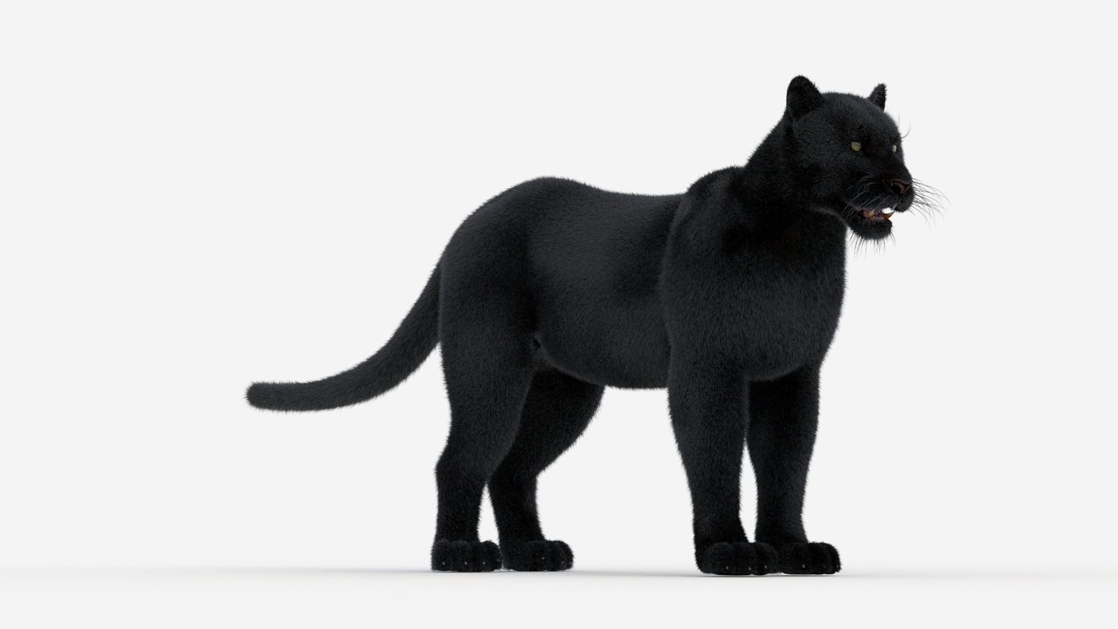 Black Panther 3D Model Fur 360° view 1 frame 4
