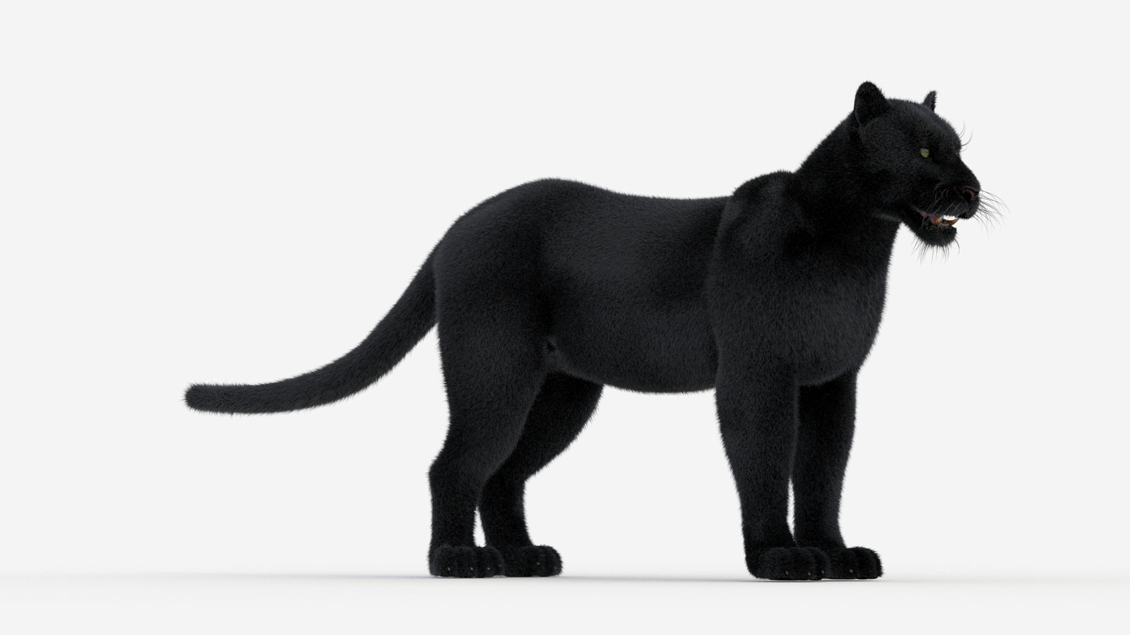 Black Panther 3D Model Fur 360° view 1 frame 5