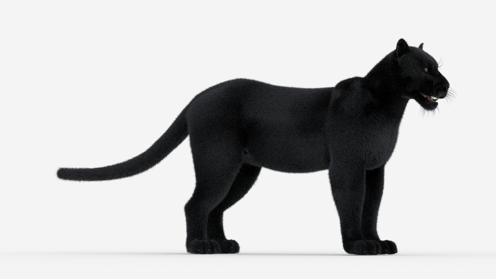 Black Panther 3D Model Fur 360° view 1 frame 6