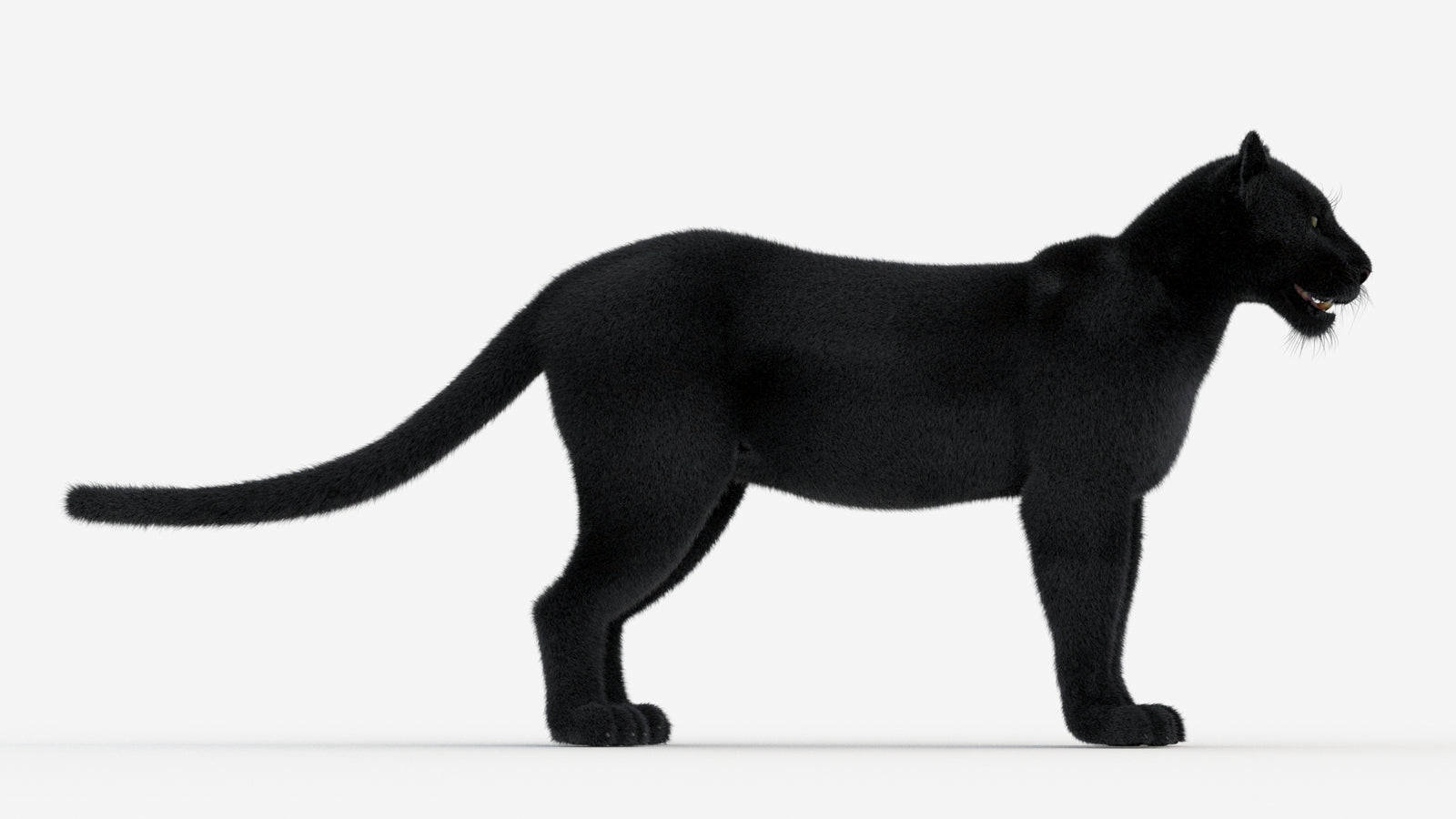 Black Panther 3D Model Fur 360° view 1 frame 8